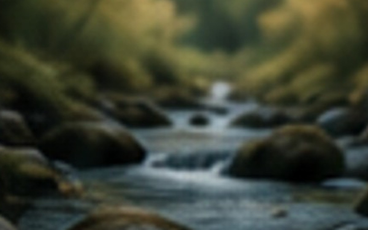 Creek in a forest